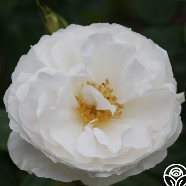 White Cloud>Heirloom Roses Hot