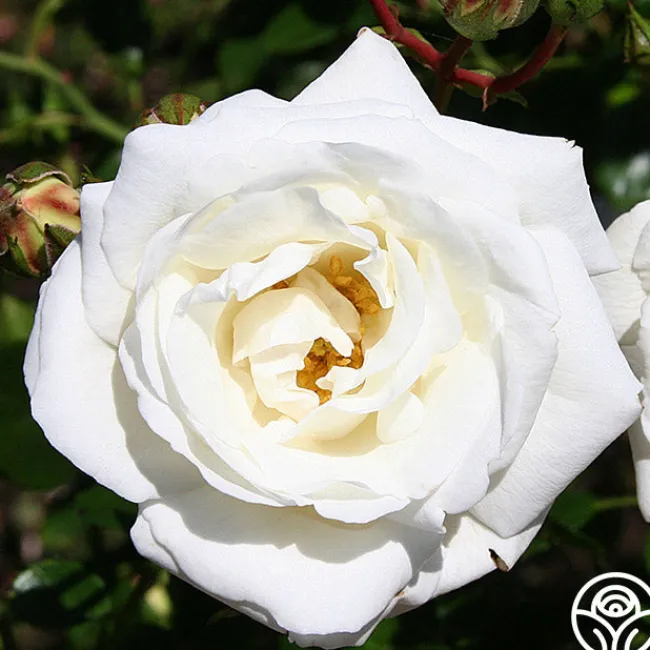 White Dawn®>Heirloom Roses Outlet