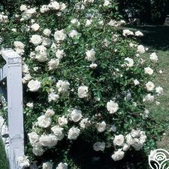 White Dawn®><noscript><img width=