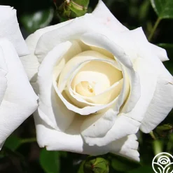 White Dawn®><noscript><img width=