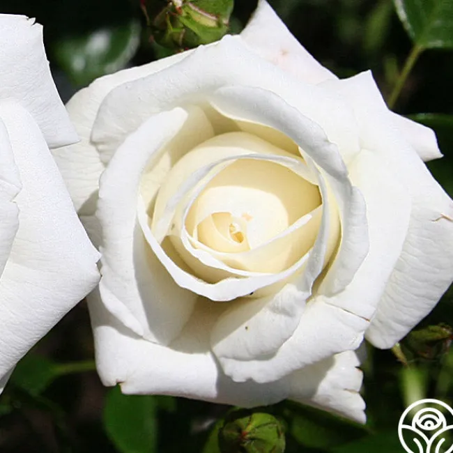 White Dawn®>Heirloom Roses Outlet