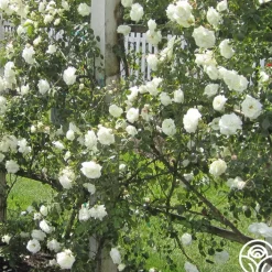 White Dawn®><noscript><img width=