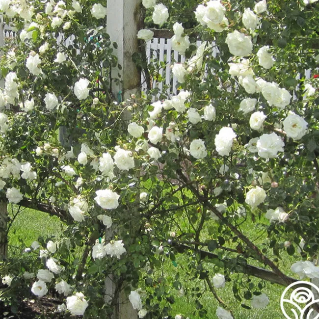 White Dawn®>Heirloom Roses Outlet