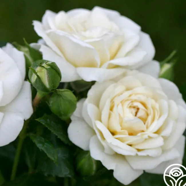 White Diamond®>Heirloom Roses Best