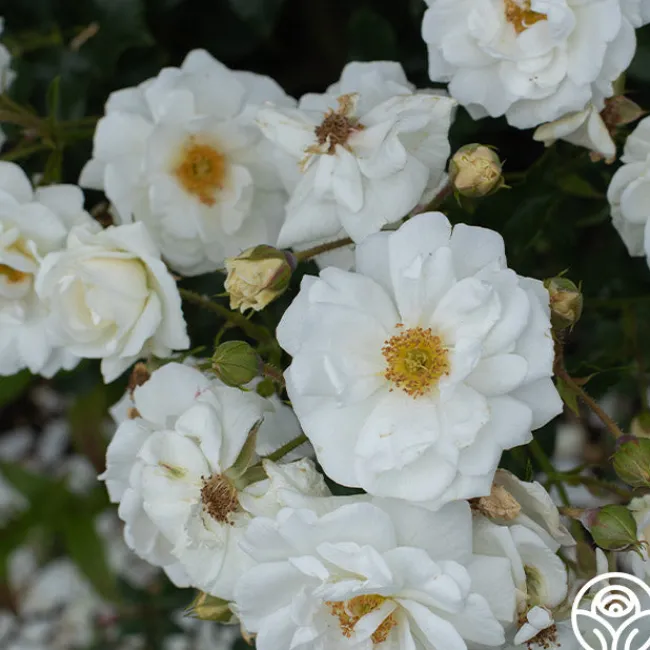 White Diamond®>Heirloom Roses Best