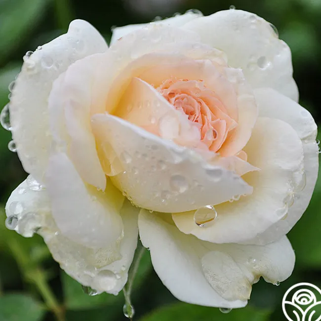 White Eden Climber®>Heirloom Roses Hot