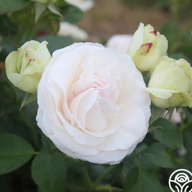 White Eden Climber®>Heirloom Roses Hot