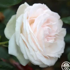White Eden Climber®><noscript><img width=