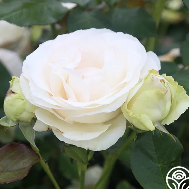 White Eden Climber®>Heirloom Roses Hot