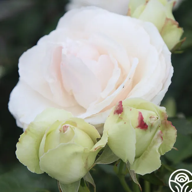 White Eden Climber®>Heirloom Roses Hot