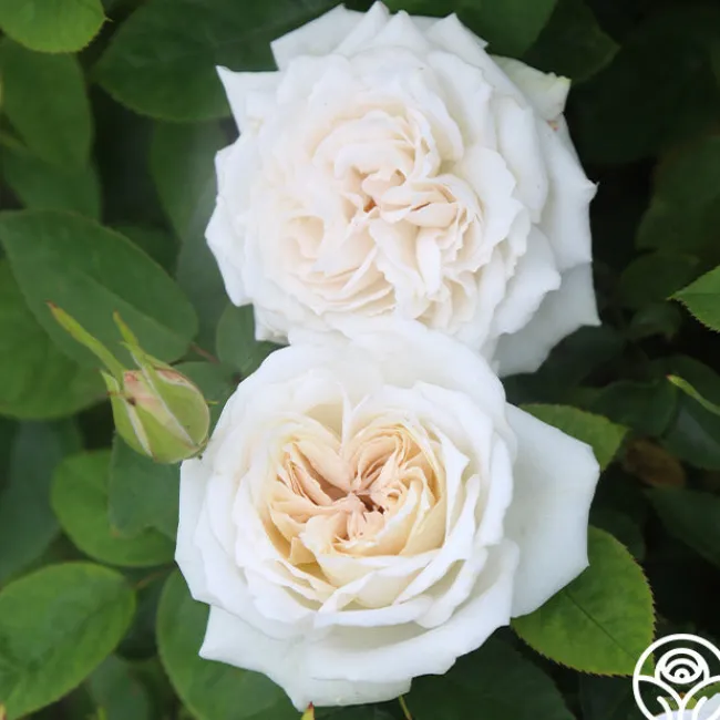 White Floorshow>Heirloom Roses Online