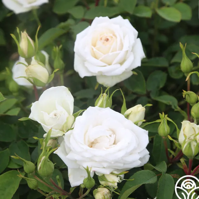 White Floorshow>Heirloom Roses Online