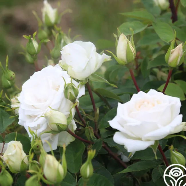 White Floorshow>Heirloom Roses Online