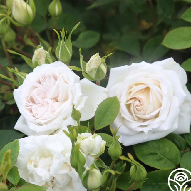 White Floorshow>Heirloom Roses Online