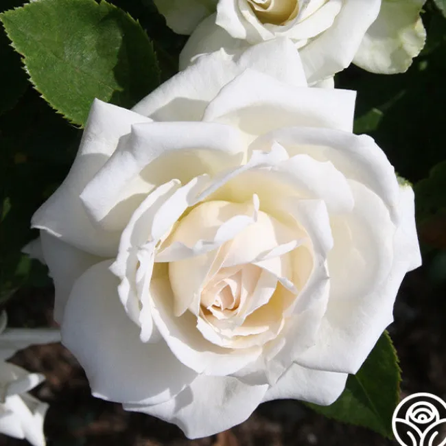 White Floorshow>Heirloom Roses Online