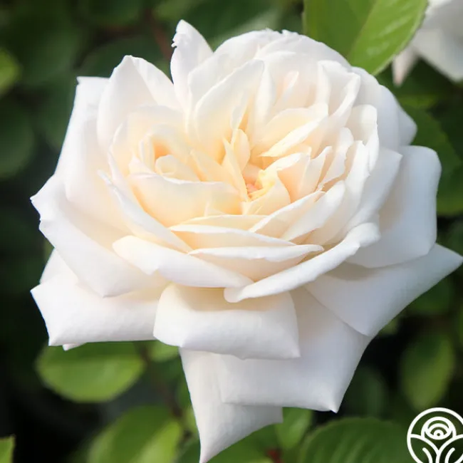 White Gold>Heirloom Roses Best