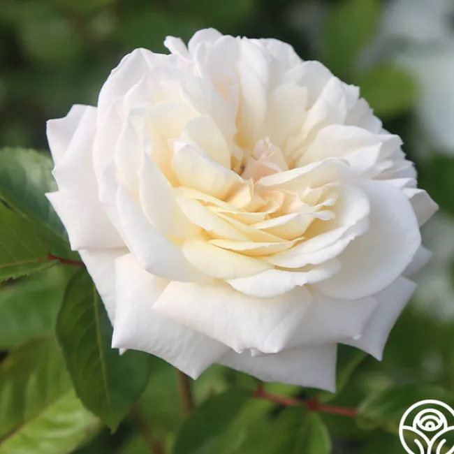 White Gold>Heirloom Roses Best