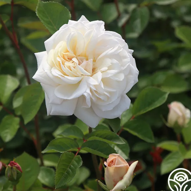 White Gold>Heirloom Roses Best