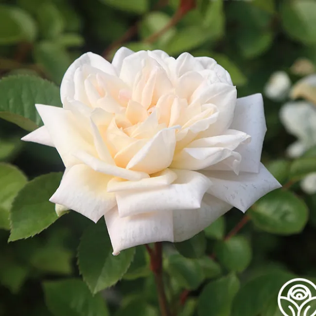 White Gold>Heirloom Roses Best