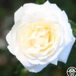 White Gold><noscript><img width=