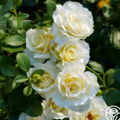 White Licorice™>Heirloom Roses Clearance