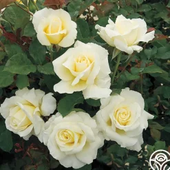 White Licorice™>Heirloom Roses Clearance