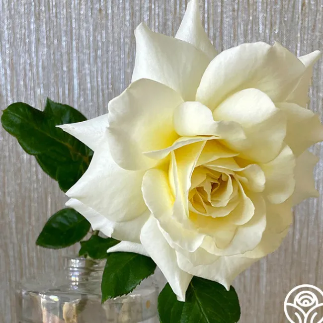 White Licorice™>Heirloom Roses Clearance
