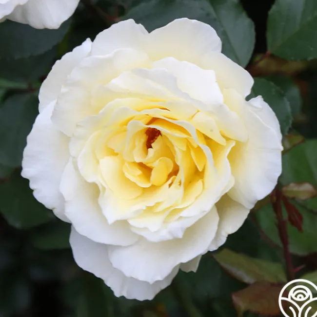 White Licorice™>Heirloom Roses Clearance