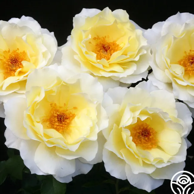 White Licorice™>Heirloom Roses Clearance