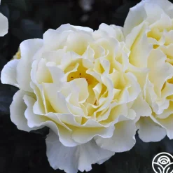 White Licorice™><noscript><img width=