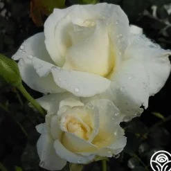 White Lightnin'>Heirloom Roses Outlet