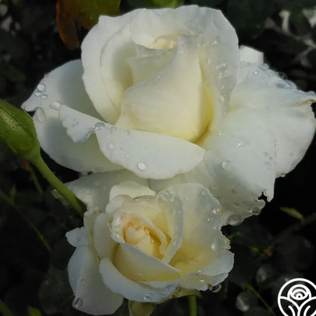 White Lightnin'>Heirloom Roses Outlet
