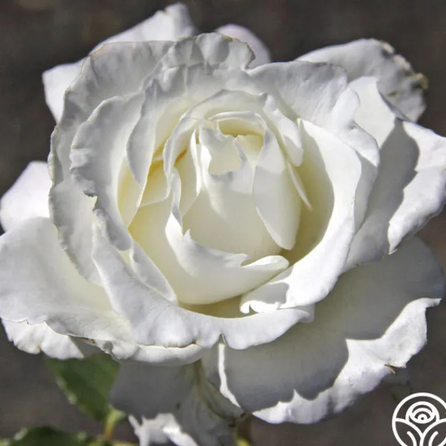 White Lightnin'>Heirloom Roses Outlet