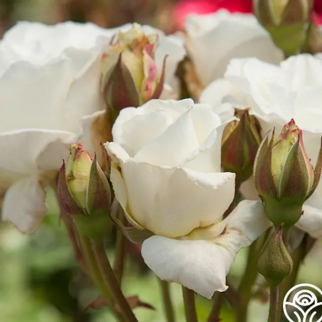 White Lightnin'>Heirloom Roses Outlet