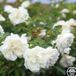 White Meidiland®>Heirloom Roses Online