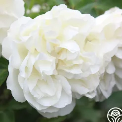 White Meidiland®><noscript><img width=