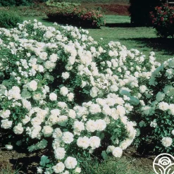 White Meidiland®><noscript><img width=