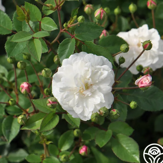 White Pet>Heirloom Roses New