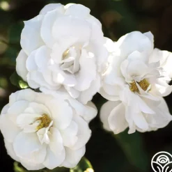 White Veranda®>Heirloom Roses Outlet