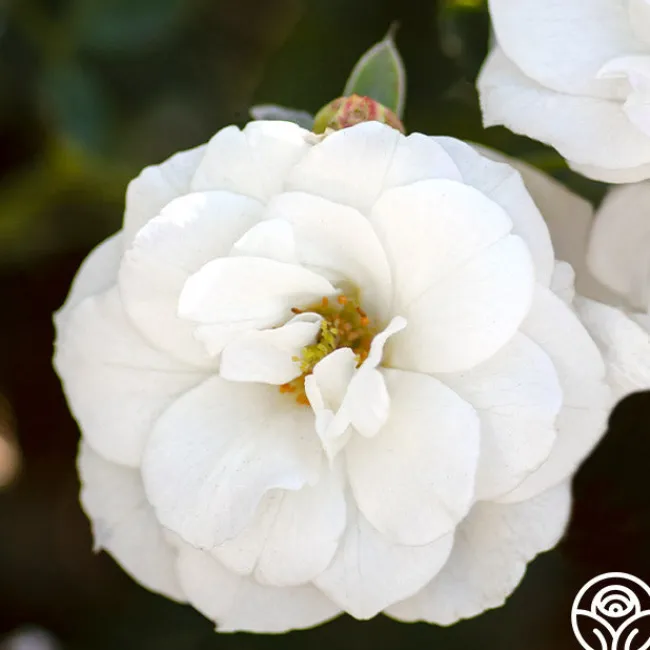 White Veranda®>Heirloom Roses Outlet