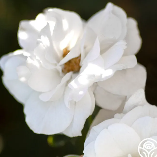 White Veranda®>Heirloom Roses Outlet
