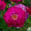 Wild Blue Yonder>Heirloom Roses Sale
