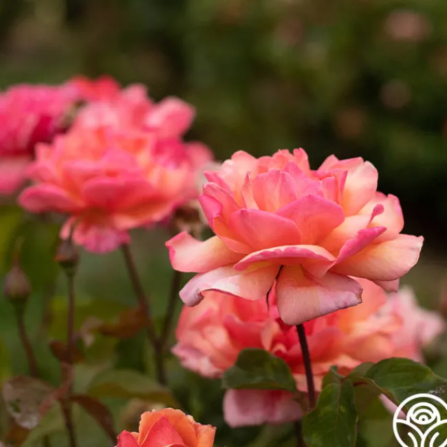 Wild Ginger>Heirloom Roses Clearance