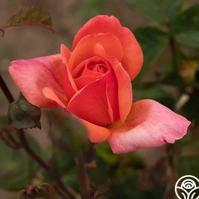 Wild Ginger>Heirloom Roses Clearance