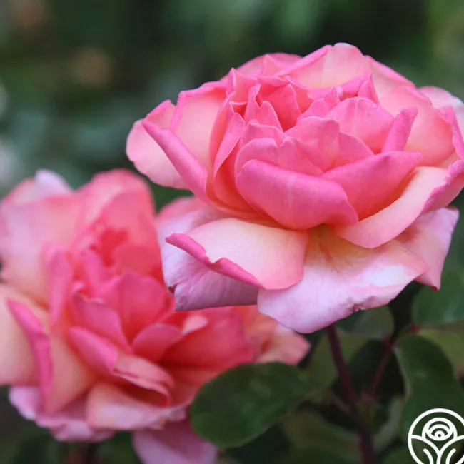 Wild Ginger>Heirloom Roses Clearance