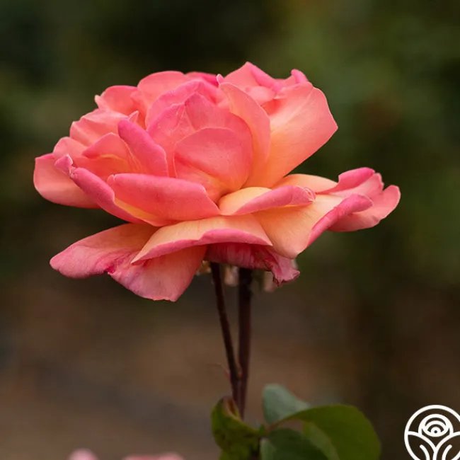 Wild Ginger>Heirloom Roses Clearance