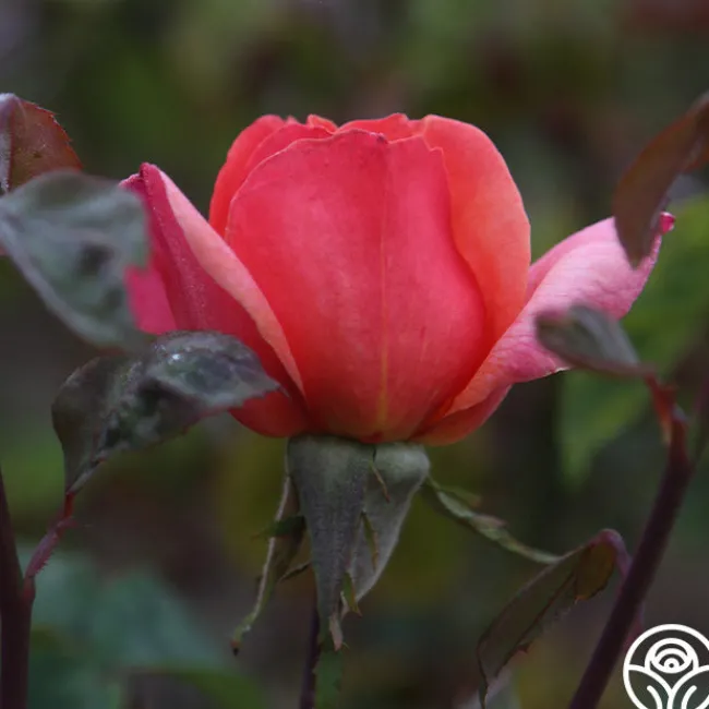 Wild Ginger>Heirloom Roses Clearance