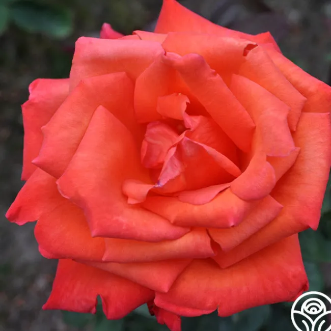 Wildfire™>Heirloom Roses