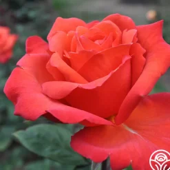 Wildfire™>Heirloom Roses
