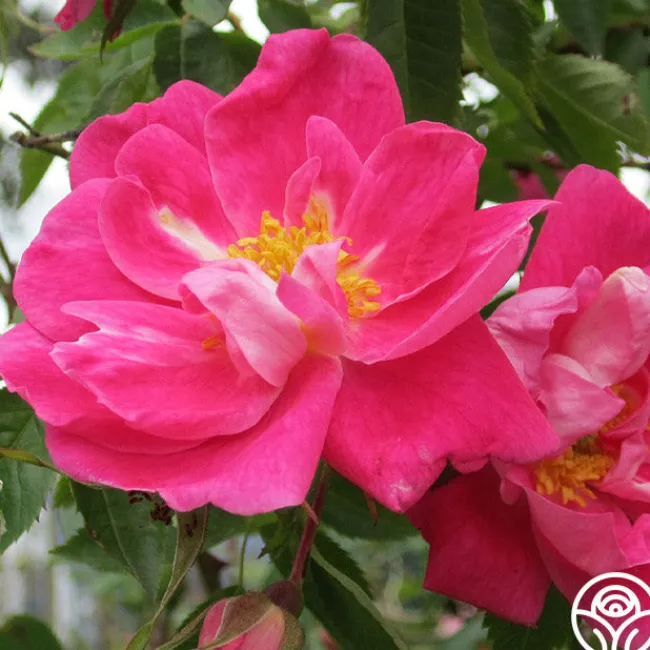 William Baffin>Heirloom Roses Hot